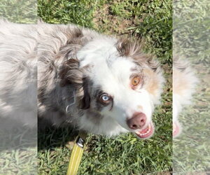 Australian Shepherd-Unknown Mix Dogs for adoption in Fort Collins, CO, USA