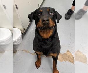 Rottweiler Dogs for adoption in Peoria, IL, USA