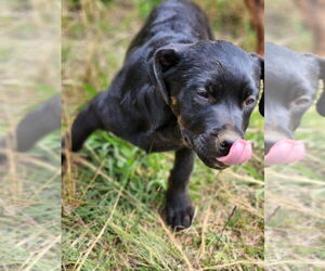 Retriever -Unknown Mix Dogs for adoption in Canton, CT, USA