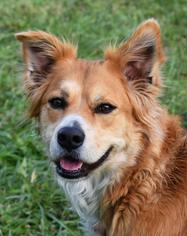 Golden Retriever Dogs for adoption in Nashville, IN, USA