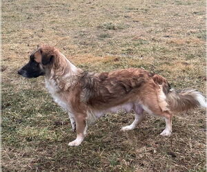German Shepherd Dog-Unknown Mix Dogs for adoption in Mouth Of Wilson, VA, USA