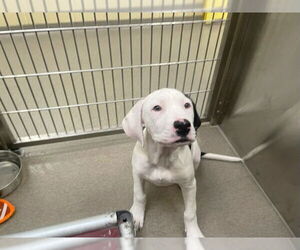 Mastiff-Unknown Mix Dogs for adoption in Denver, CO, USA