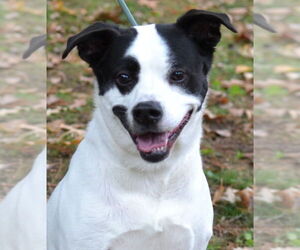 Labrador Retriever-Unknown Mix Dogs for adoption in Germanton, TN, USA