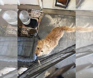 Cairn Terrier-Unknown Mix Dogs for adoption in Tracy, CA, USA