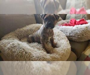 Medium Photo #1 Bullboxer Pit Puppy For Sale in Lakeport, CA, USA