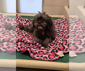 Poodle (Miniature)-Unknown Mix Dogs for adoption in New Orleans, LA, USA