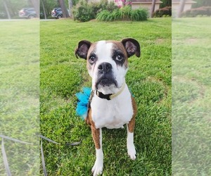 Boxer Dogs for adoption in Loganville, GA, USA