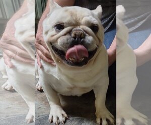 French Bulldog Dogs for adoption in Cumming, GA, USA