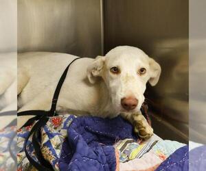 Labrador Retriever-Unknown Mix Dogs for adoption in San Antonio, TX, USA