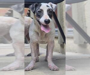 Mutt Dogs for adoption in San Antonio, TX, USA