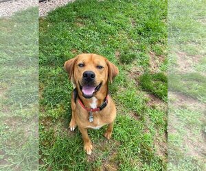 Mutt Dogs for adoption in Harrisville, WV, USA