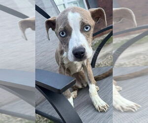 Mutt Dogs for adoption in New York, NY, USA
