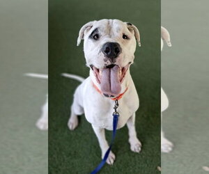 American Bulldog-Argentinian Mastiff Mix Dogs for adoption in Lighthouse Point, FL, USA