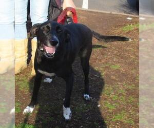 Labrador Retriever-Unknown Mix Dogs for adoption in Coventry, CT, USA