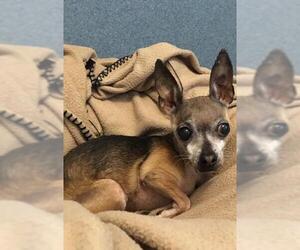 Chihuahua Dogs for adoption in Oceanside, CA, USA