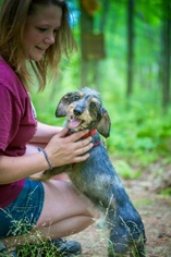 Dachshund Dogs for adoption in West Cornwall, CT, USA