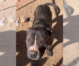 American Staffordshire Terrier Dogs for adoption in Cottonwood, AZ, USA
