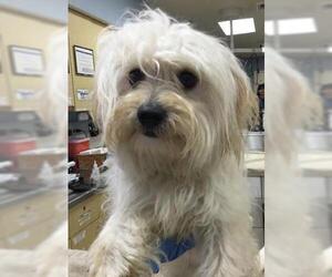 Maltese-Unknown Mix Dogs for adoption in Riverside, CA, USA