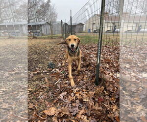 Mutt Dogs for adoption in Rustburg, VA, USA