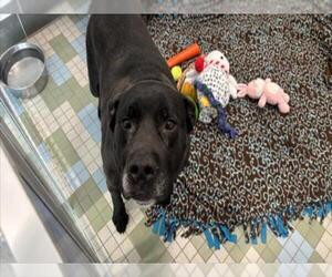 Labrador Retriever Dogs for adoption in Fort Collins, CO, USA