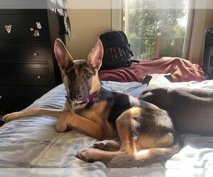 German Shepherd Dog Dogs for adoption in Santa Cruz, CA, USA