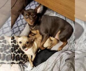Miniature Pinscher Dogs for adoption in Batavia, OH, USA