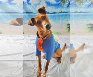 Mutt Dogs for adoption in Kansas City, MO, USA