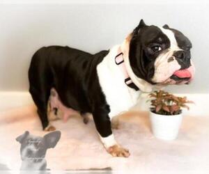 Free-Lance Bulldog Dogs for adoption in Houston, TX, USA