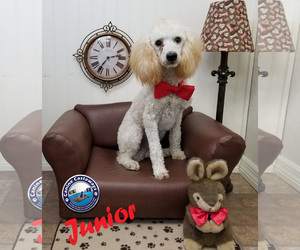 Poodle (Miniature) Dogs for adoption in Arcadia, FL, USA