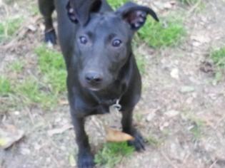 Italian Greyhound-Labrador Retriever Mix Dogs for adoption in Norcross, GA, USA