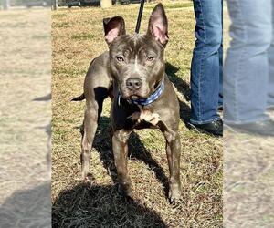 Mutt Dogs for adoption in Forestville, MD, USA