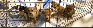 Mutt Dogs for adoption in Asheboro, NC, USA