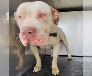 American Staffordshire Terrier Dogs for adoption in San Antonio, TX, USA