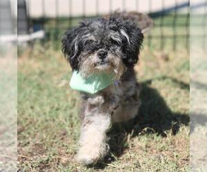 Miniature Schnauzer-Unknown Mix Dogs for adoption in San Antonio, TX, USA