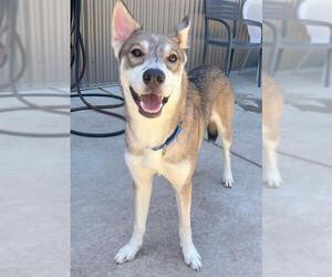 Siberian Husky-Unknown Mix Dogs for adoption in Sacramento, CA, USA