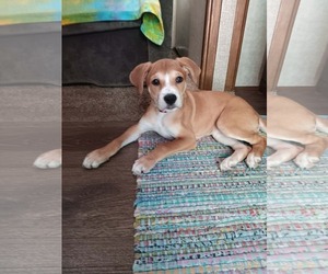 Labrador Retriever-Unknown Mix Dogs for adoption in Sheboygan, WI, USA