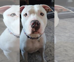 American Pit Bull Terrier-Unknown Mix Dogs for adoption in Duluth, MN, USA