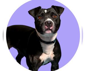 American Pit Bull Terrier-Unknown Mix Dogs for adoption in Rowlett, TX, USA