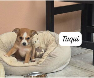 Retriever -Unknown Mix Dogs for adoption in Virginia Beach, VA, USA