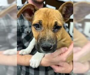 Labrador Retriever Dogs for adoption in Stockton, CA, USA