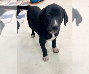 Labrador Retriever-Staffordshire Bull Terrier Mix Dogs for adoption in Webster, WI, USA