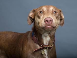 Chesapeake Bay Retriever Dogs for adoption in Franklin, TN, USA