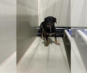 Chihuahua Dogs for adoption in Bakersfield, CA, USA