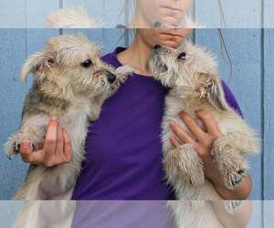 Cairn Terrier-Unknown Mix Dogs for adoption in Mukwonago, WI, USA