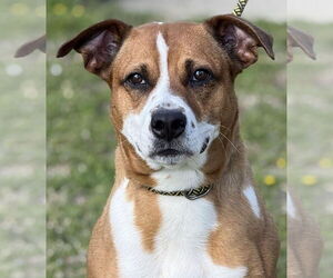 Labrador Retriever-Unknown Mix Dogs for adoption in Canton, CT, USA