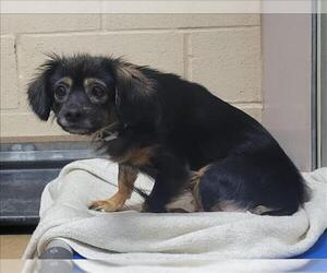 Mutt Dogs for adoption in Martinez, CA, USA