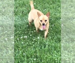 Chihuahua-Unknown Mix Dogs for adoption in Asheville, NC, USA