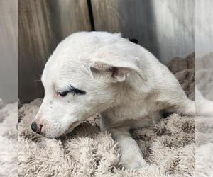 Mutt Dogs for adoption in San Antonio, TX, USA