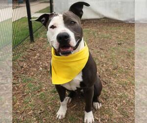 American Staffordshire Terrier-Unknown Mix Dogs for adoption in San Antonio, TX, USA