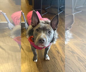 American Staffordshire Terrier-Unknown Mix Dogs for adoption in Arlington, VA, USA